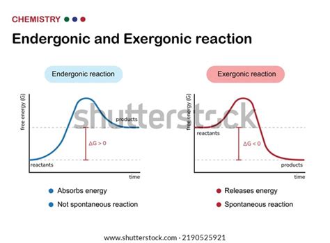 Exergonic And Endergonic Reactions