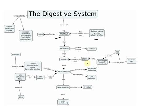 Digestive System Concept Map Biology Libretexts – NBKomputer