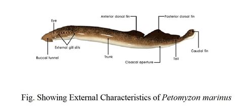 Habit and Habitat of Petromyzon(Lamprey) - IMALUOP