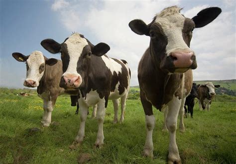 Holstein-friesian Cattle #1 Photograph by John Short - Pixels