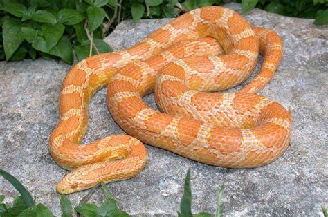 10 Beautiful Corn Snake Morphs - Reptile World Facts