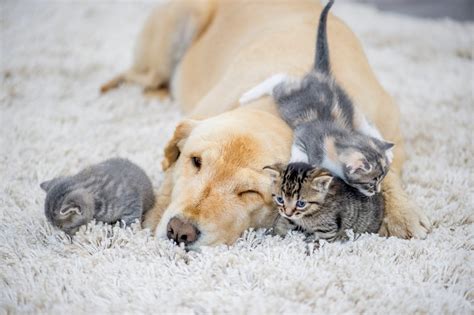 Photos That Prove Cats and Dogs Can Be Friends | Reader's Digest