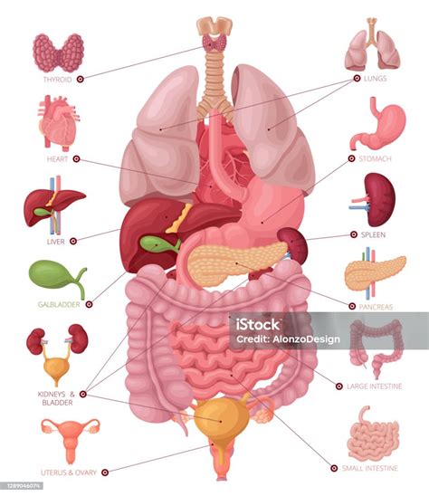 Female Human Anatomy Organs