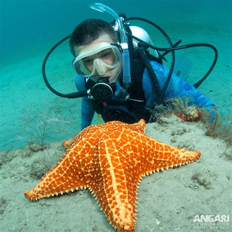 Red Cushion Sea Star (Oreaster reticulatus) - ANGARI Foundation