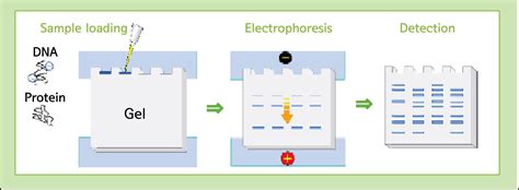 Polyacrylamide Gel Electrophoresis Page