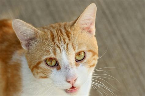 What Causes Eye Discharge And Redness In Cats - Infoupdate.org