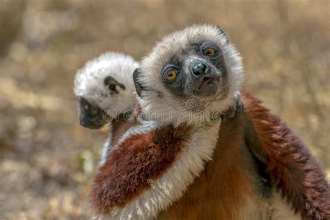 Crowned Sifaka Lemur Propithecus Coronatus .with Baby. Wild Nature ...