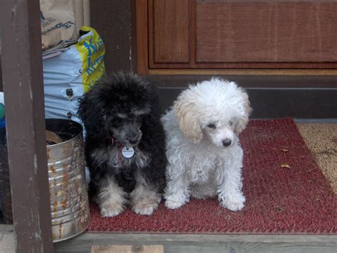 File:Toy 'parti' poodle puppies - 1.JPG - Wikipedia