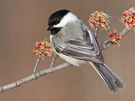 Black-capped Chickadee - NestWatch