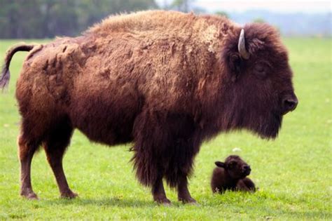 American Bison Facts | Anatomy, Diet, Habitat, Behavior - Animals Time