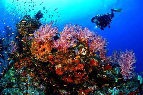 Scuba Diving Coral Reef Wallpaper