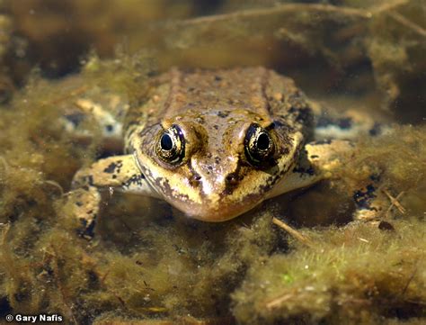 Columbia Spotted Frog - Rana luteiventris