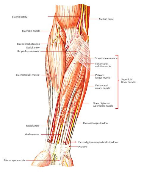 Muscles of the Anterior or Front of the Forearm – Earth's Lab