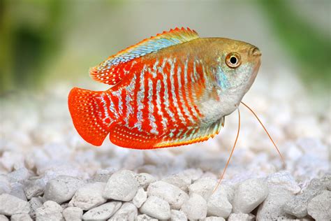 What Are Tropical Freshwater Fish: A Beginners Guide