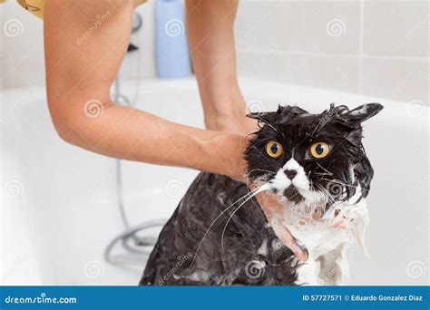 Bathing a cat stock image. Image of animals, sopping - 57727571