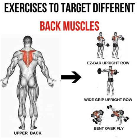 Upper Back - Exercises To Target Different Back Muscles 3 | Upper back ...