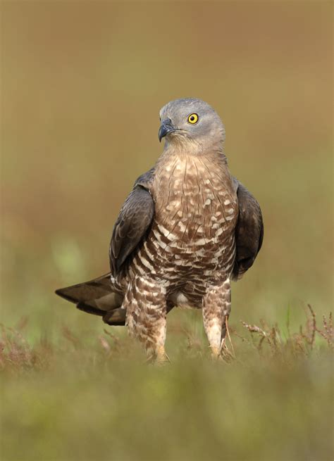 In Focus - a closer look at European Honey-buzzard — Birds on the Brink