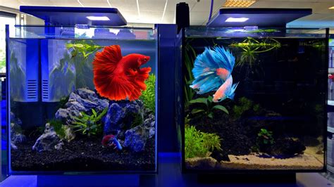 Betta Tank Setup Ideas - Betta Fish Tank Setup - YouTube