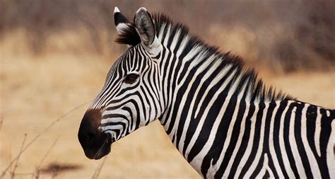 Purpose of zebra stripes remains a mystery | Science News