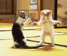 Dancing Cat Dancing GIF - Dancing Cat Dancing Cat - Discover & Share GIFs