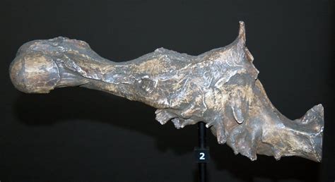 Endocast of Tyranosaurus rex brain : r/interestingasfuck