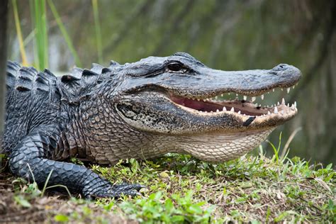 Everything You Need to Know About American Alligators | Sarasota Magazine