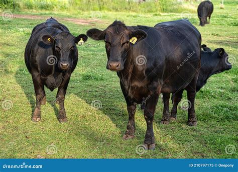 Black Angus Cattle Pasturing Stock Image - Image of domestic, farm ...