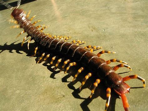 Scolopendra gigantea - Wikispecies