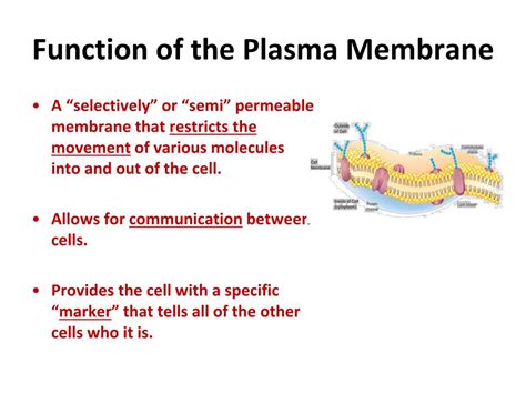 PPT - The Plasma (Cell) Membrane PowerPoint Presentation, free download ...