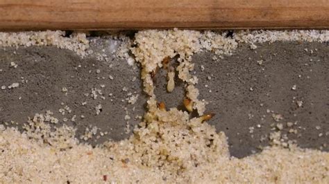 Termites in Furniture: How’d They Get There and How to Get Rid of Them ...