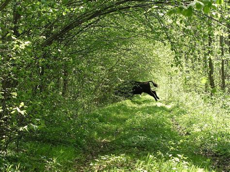 Bialowieza: Europe’s Last Primeval Forest | Amusing Planet