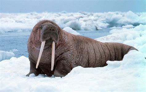 Baby Arctic Walrus