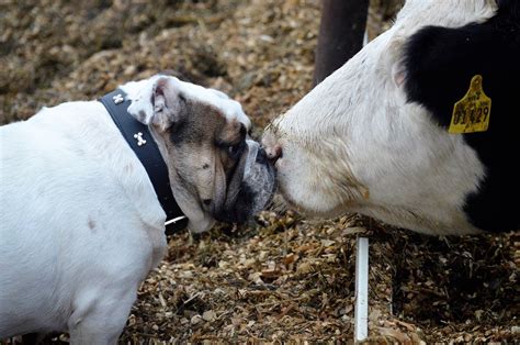 Dog And Cow Best Friend's - The Noahs Bark