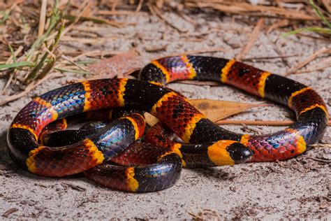 Coral Snake Bite | Jeff Corwin