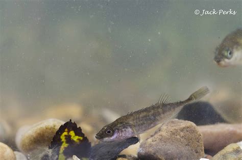 Jack Perks Photography: The forgotten fish of UK rivers