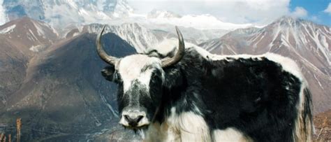 The 10 Most Amazing Mountain Animals - A-Z Animals