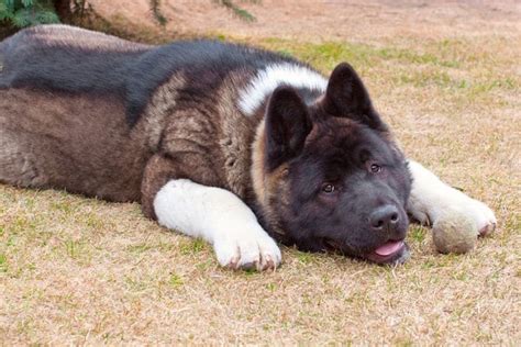 Akita Temperament and Behaviors (Experienced Owners Only)