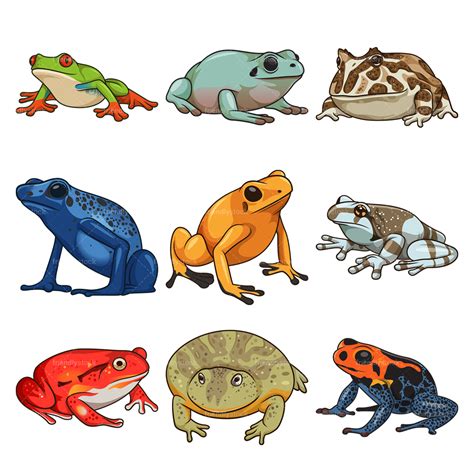 Frog Species Clipart Vector Collection - FriendlyStock