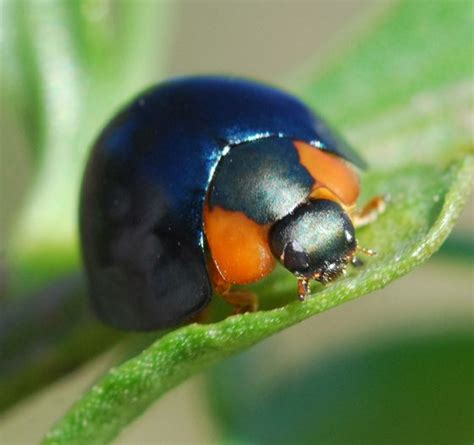 Metallic Blue Ladybug (Curinus coeruleus) - photo by Matt Edmonds, via ...