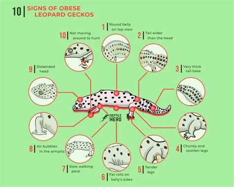 Is Your Leopard Gecko Fat? 10 Signs [Infographic And Tables] - Reptile Hero