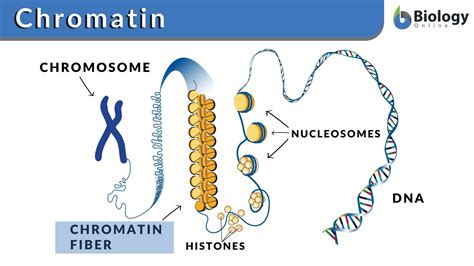 Chromatin And Chromosomes