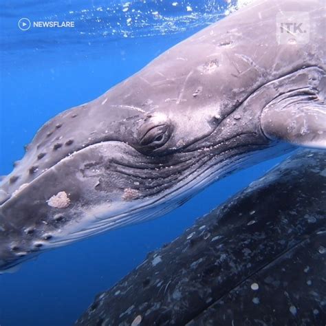 Sailors record rare eye-to-eye encounter with baby humpback whale | SEE ...