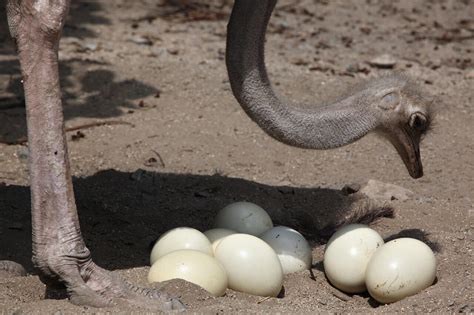 How To Care For Ostrich Eggs And Chicks — Farm & Animals