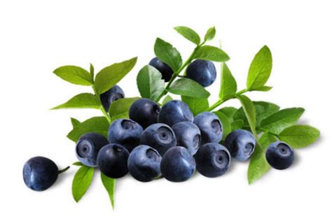 Health Benefits of Bilberry