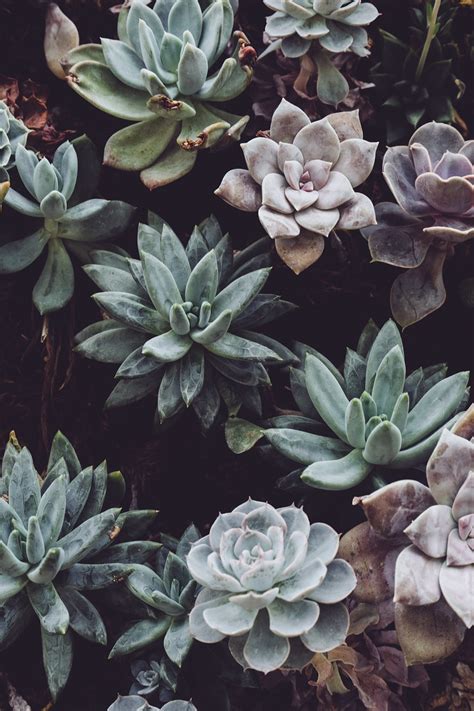 4,000+ Succulent Pictures & Images [HD] - Pixabay