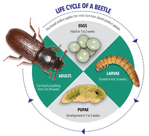 Grain Beetle Life Cycle