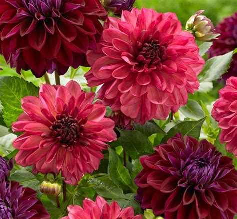 New Dahlias for Your 2019 Flower Garden - Longfield Gardens