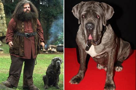 The tragic true story of Hagrid’s dog Fang - who was abandoned by cruel ...