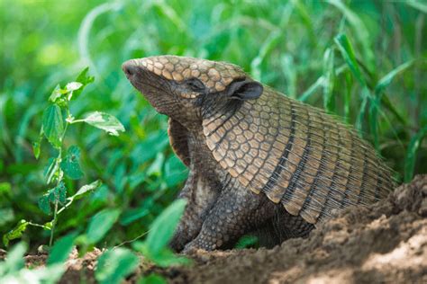 26 Armadillo Facts: Debunking the myths! - Animal Hype