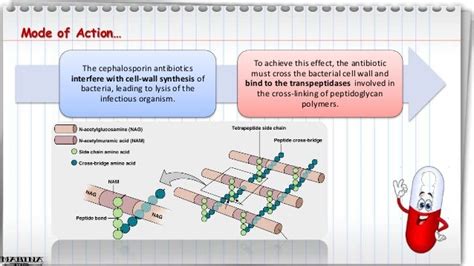 Cephalosporins